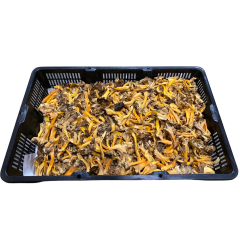 Champignons Chanterelles Yellowfoot - frais