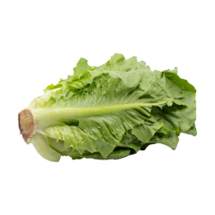 Laitue romaine