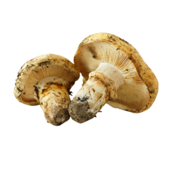 Champignons Matsutake bouton (grade A) - frais