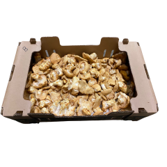 Champignons Pied de mouton - frais