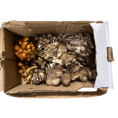 Champignons frais Mix Spécial