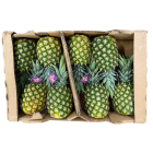 Bio Ananas Golden mx