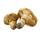 Champignons Matsutake bouton (grade A) - frais